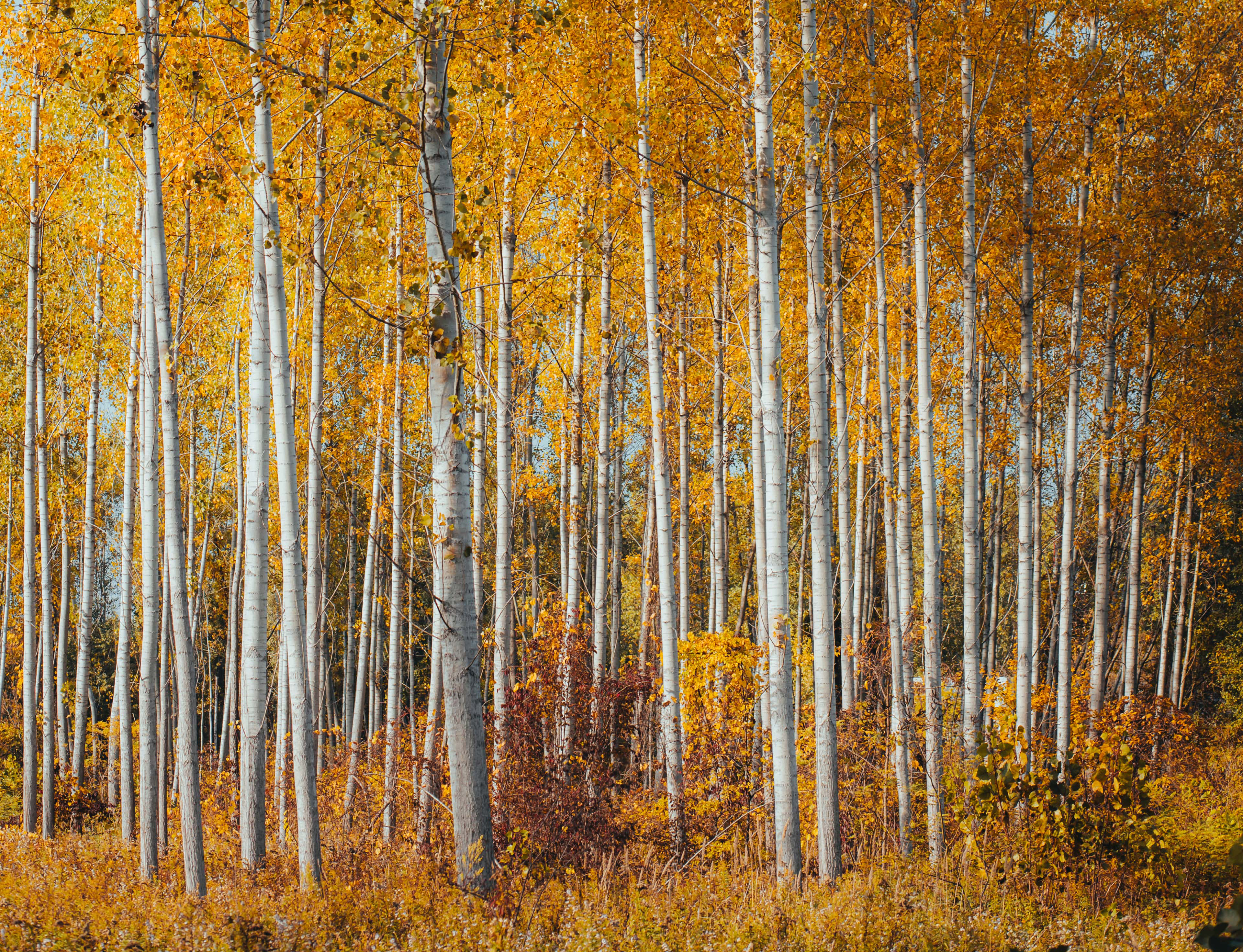 a forest with poplar trees