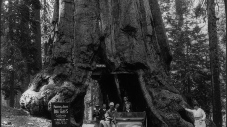 black and white photo of a group of people driving a car through a tunnel in a large tree