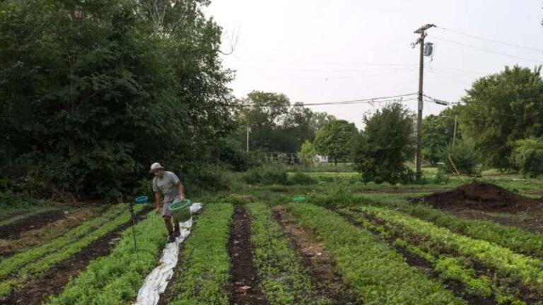 Brother Nature Farms, North Corktown, Detroit.