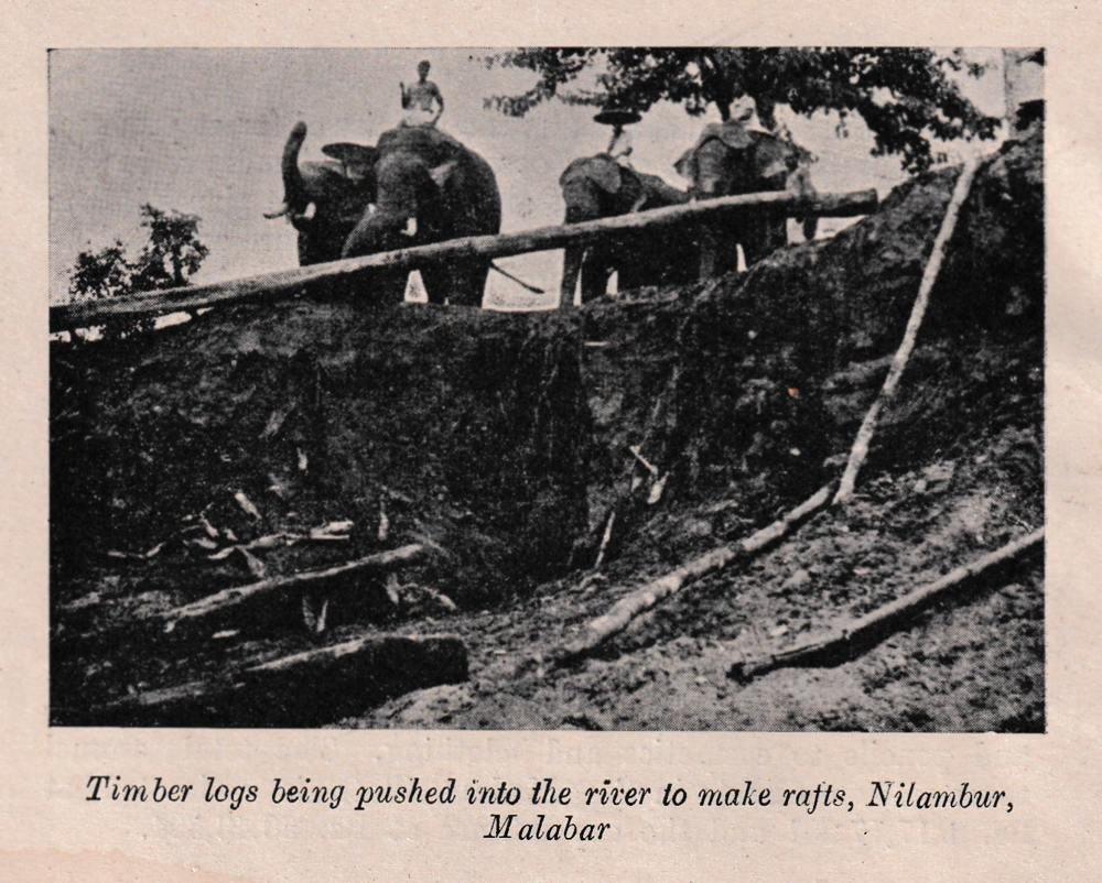 Elephants and workers move felled timber toward the river for rafting, Nilambur, Malabar, photograph by W. F. Chipp, Madras Forest Department, Working Plans Circle, The Madras Forests (1939), Tamil Nadu Archives Library.